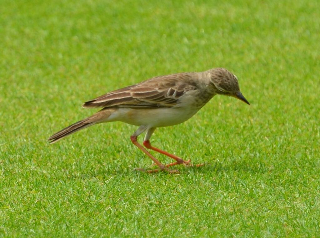 Pipit à longues pattesimmature, identification