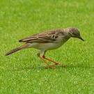 Pipit à longues pattes