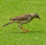 Pipit à longues pattes