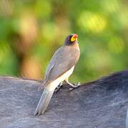 Yellow-billed Oxpecker