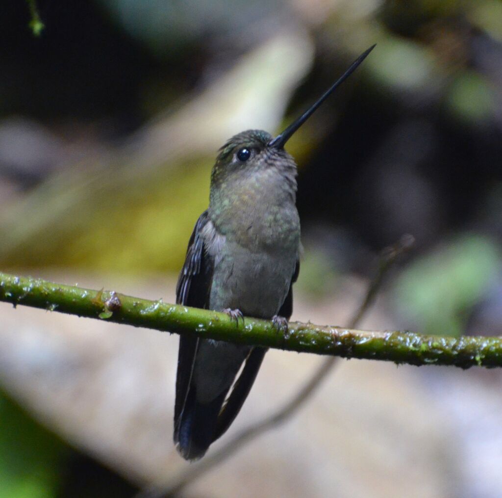 Green-fronted Lancebilladult, identification