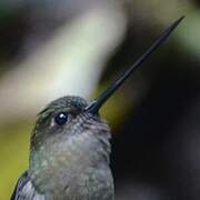 Green-fronted Lancebill