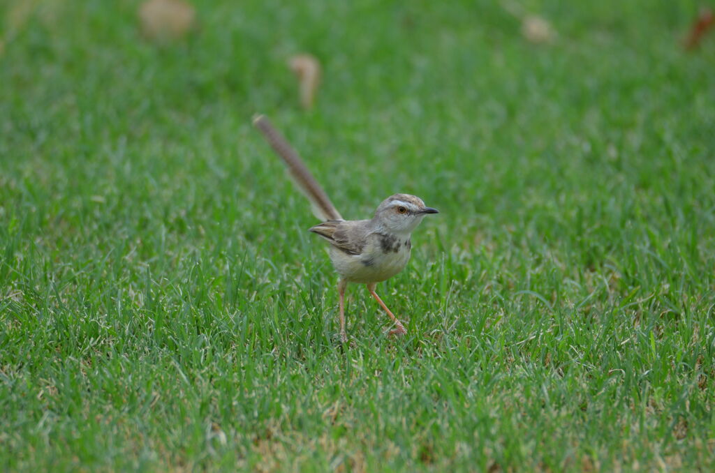 Prinia à plastronadulte, identification