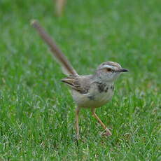 Prinia à plastron