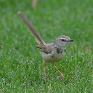 Prinia à plastron