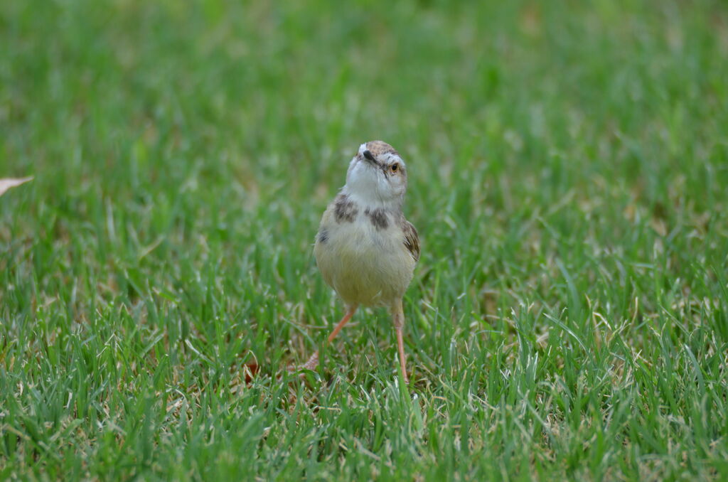 Prinia à plastronadulte, identification