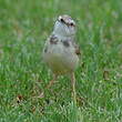 Prinia à plastron