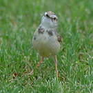Prinia à plastron
