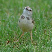 Black-chested Prinia