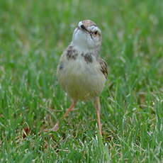 Prinia à plastron