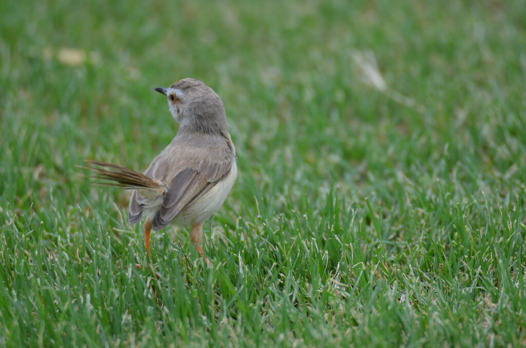 Prinia à plastronadulte, identification