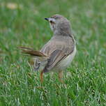 Prinia à plastron