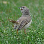 Black-chested Prinia