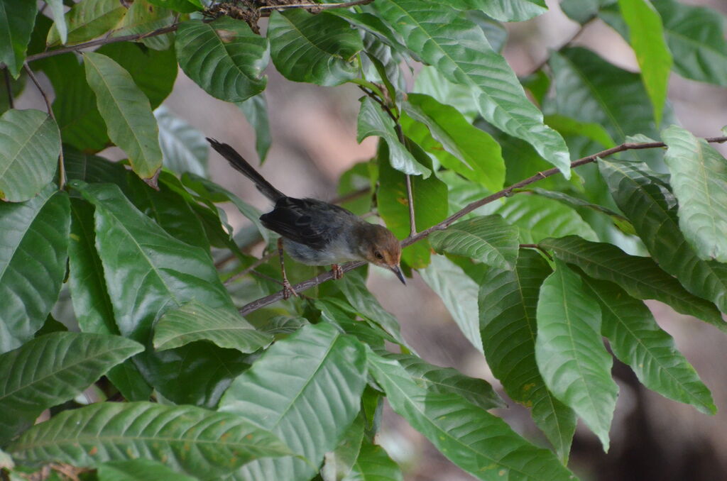 Sao Tome Priniaadult, identification