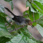 Sao Tome Prinia