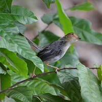 Prinia de São Tomé