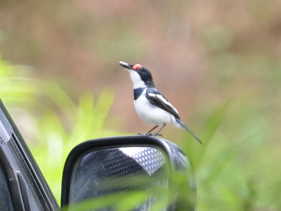 Pririt à collieradulte, identification