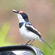 Brown-throated Wattle-eye