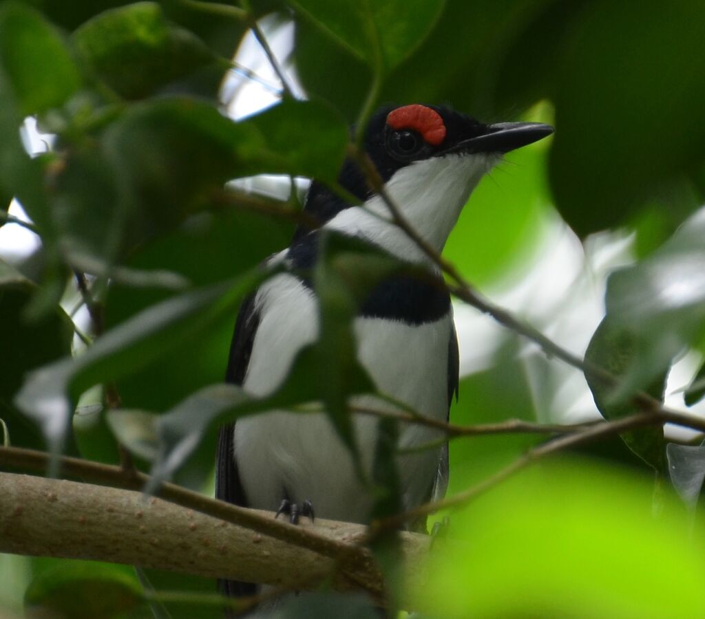 Pririt à collieradulte, identification