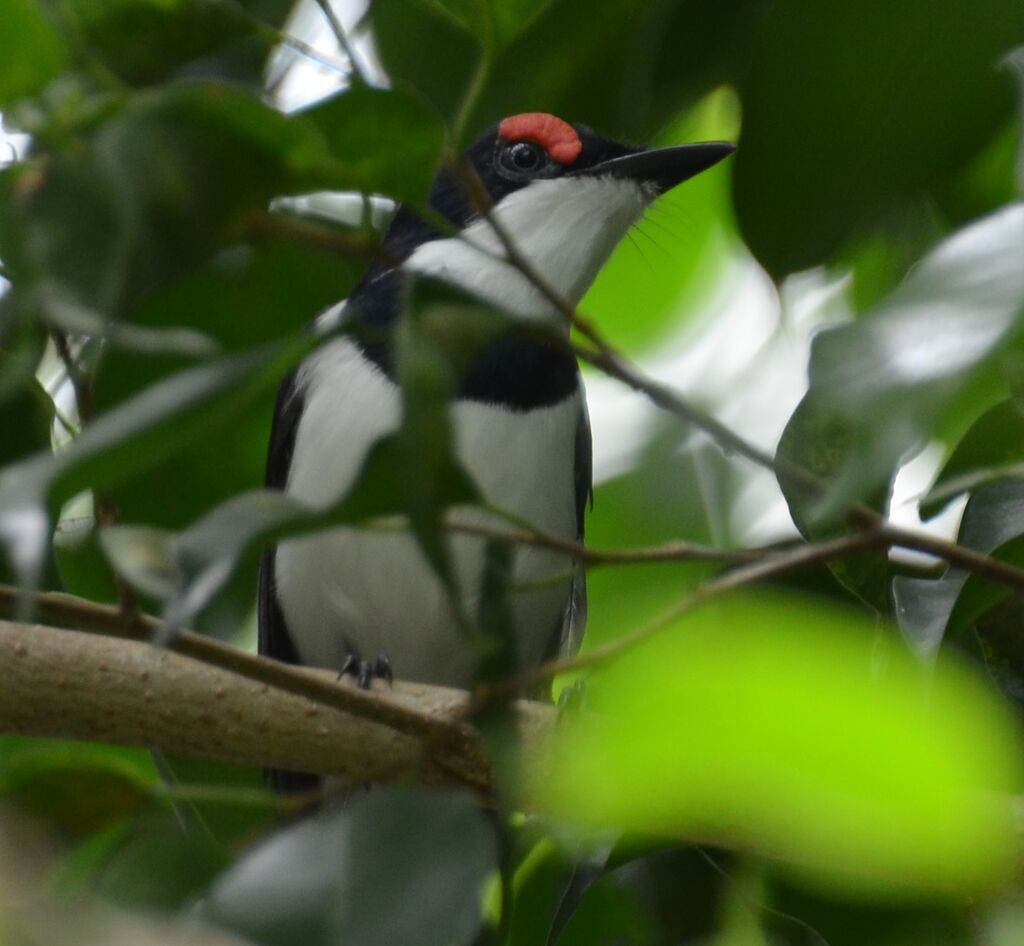 Brown-throated Wattle-eyeadult, identification