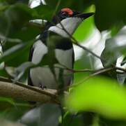 Brown-throated Wattle-eye