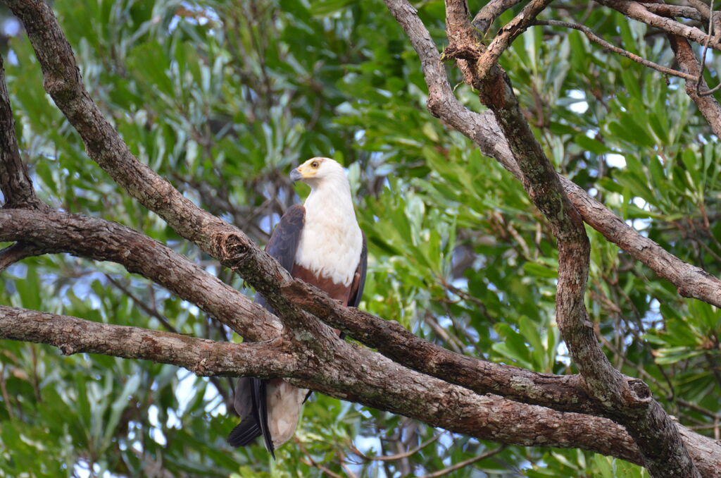 African Fish Eagle, identification