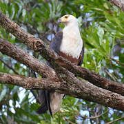 African Fish Eagle