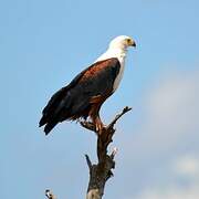 African Fish Eagle