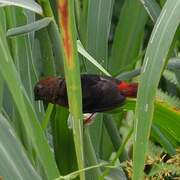 Black-bellied Seedcracker