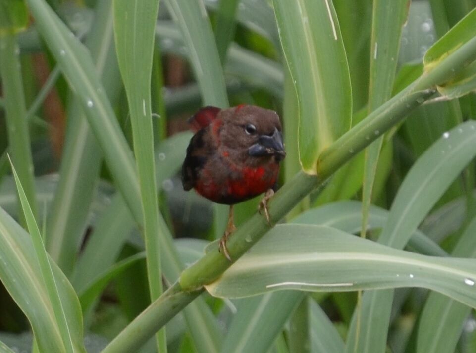 Pyréneste ponceau mâle adulte internuptial, identification