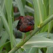 Black-bellied Seedcracker