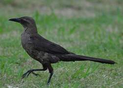 Great-tailed Grackle