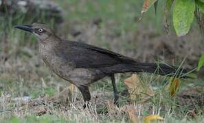 Great-tailed Grackle