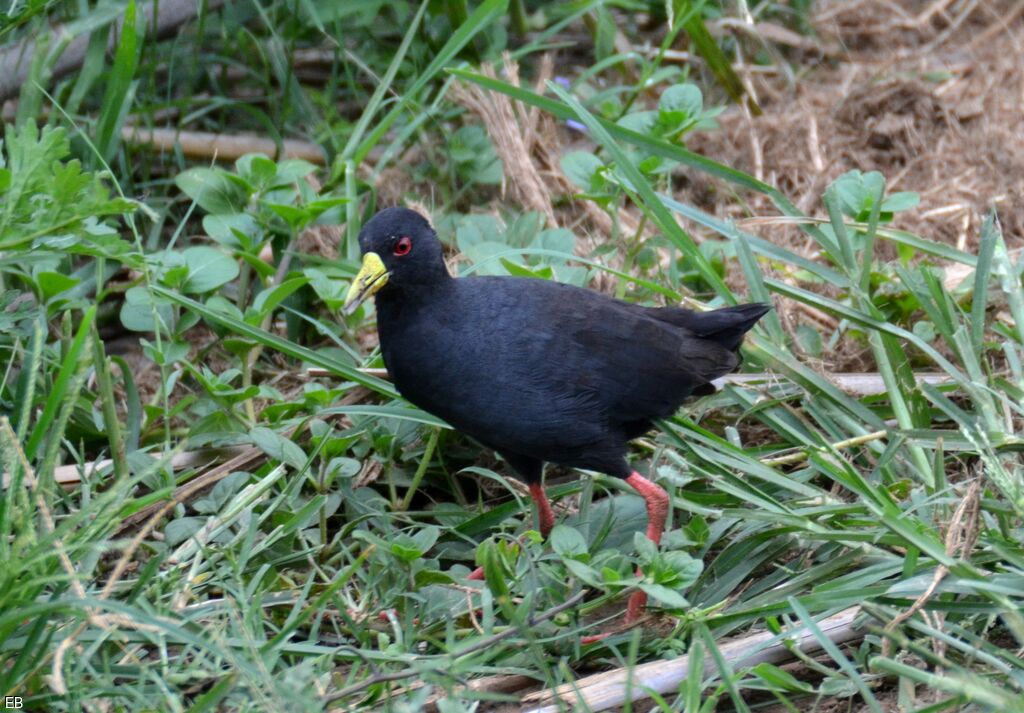 Râle à bec jauneadulte, identification