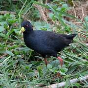 Black Crake