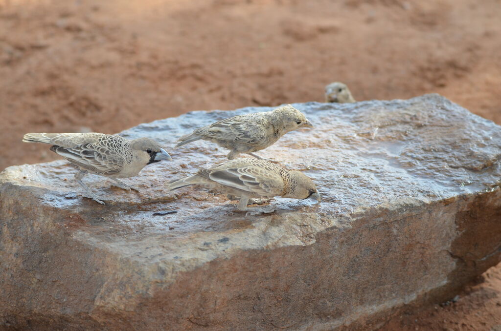 Sociable Weaverjuvenile, identification