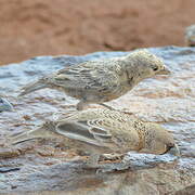 Sociable Weaver