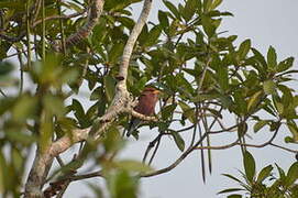 Broad-billed Roller