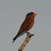 Broad-billed Roller