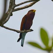 Broad-billed Roller