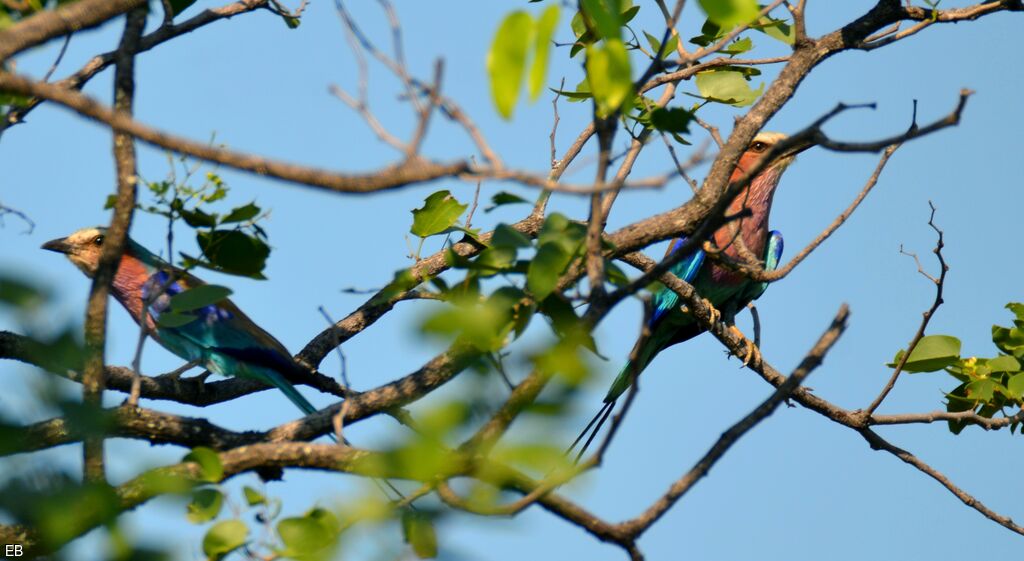 Lilac-breasted Rolleradult, identification