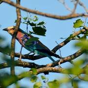 Lilac-breasted Roller