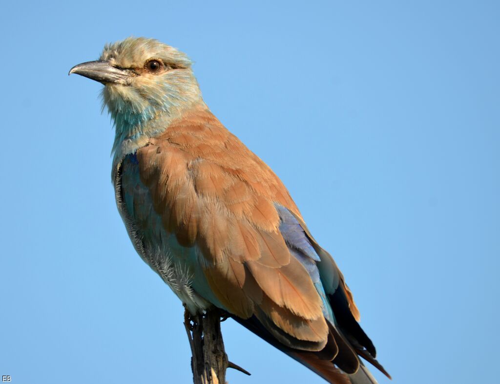 European Rolleradult, close-up portrait