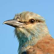 European Roller