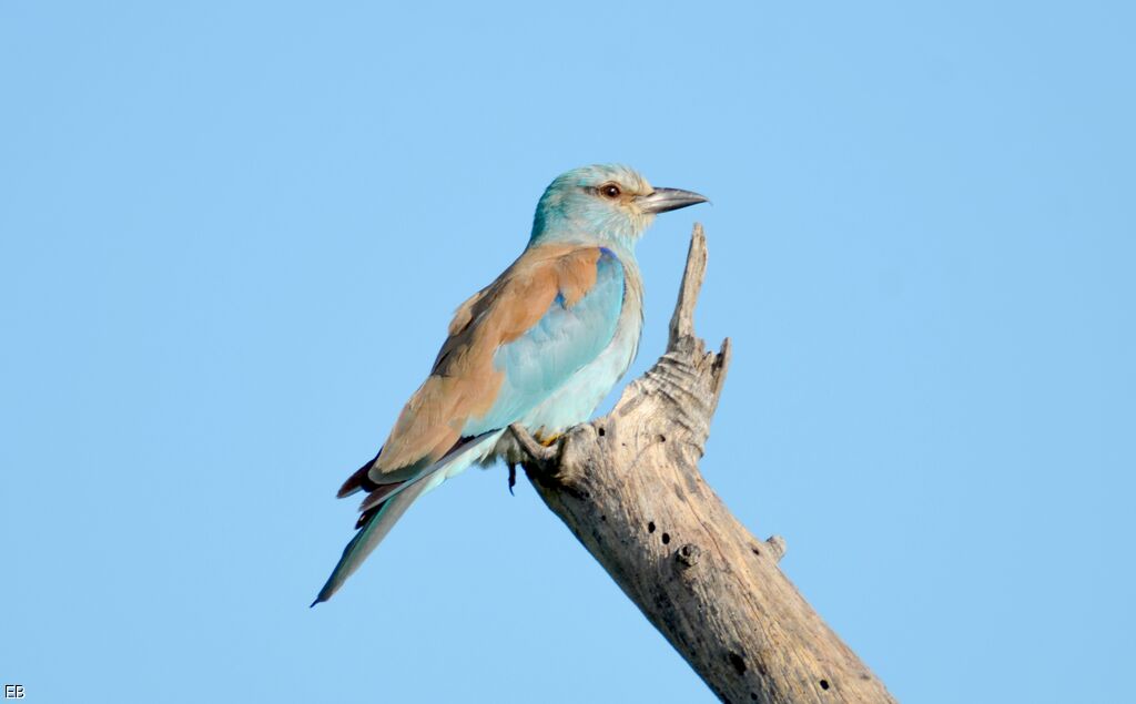 European Rolleradult, identification