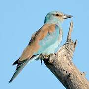 European Roller