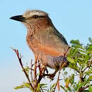 Purple Roller