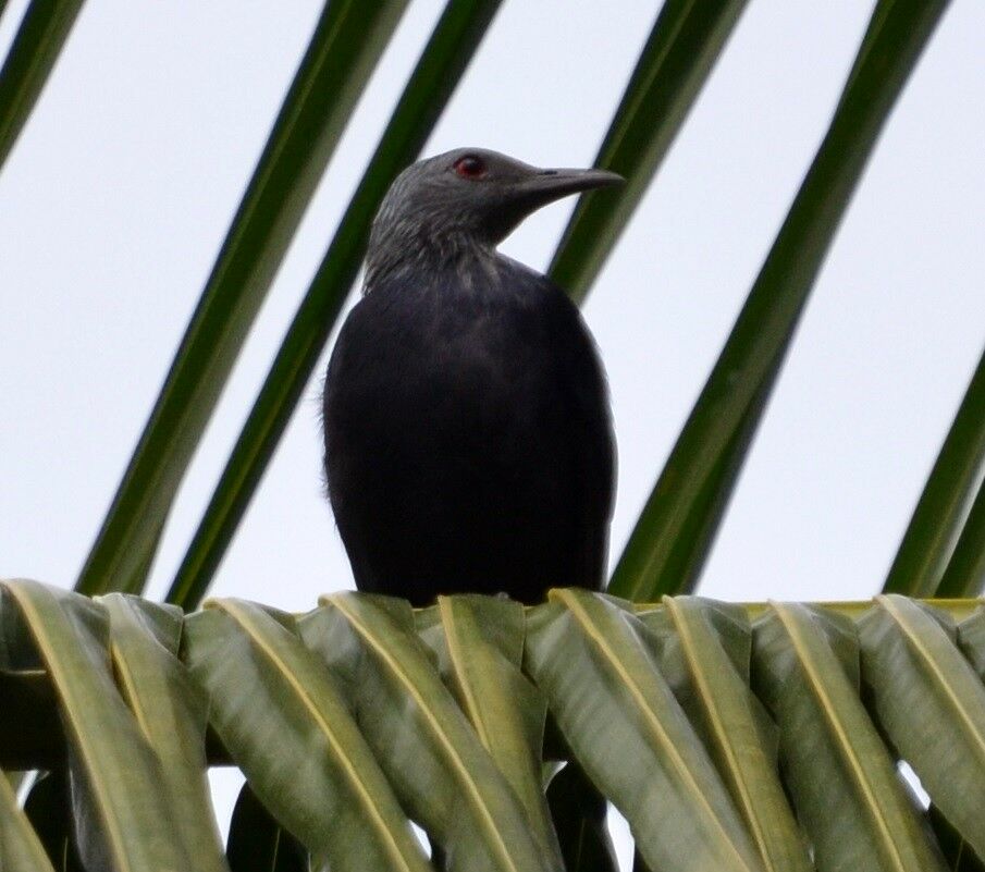 Rufipenne de forêtadulte, identification