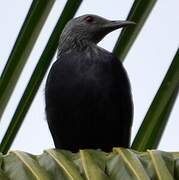 Chestnut-winged Starling