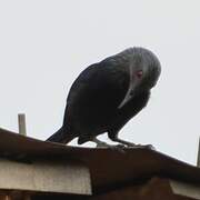 Chestnut-winged Starling